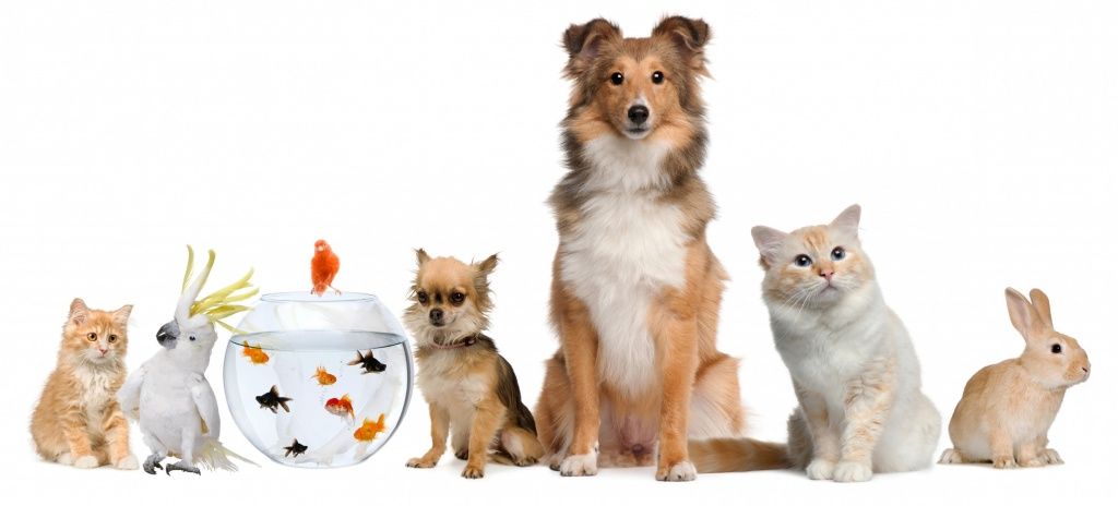cat-dog-parrot-fish-rabbit-kot-sobaka-popugai-rybki-krolik.jpg