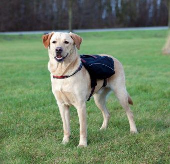 Шлейка-рюкзак для собаки