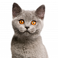 Кошки